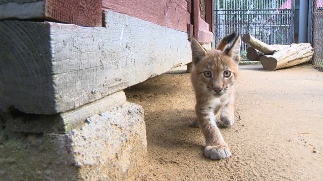 Трех рысят спасли из пожара и выходили в Могилевском Зоосаде (видео)