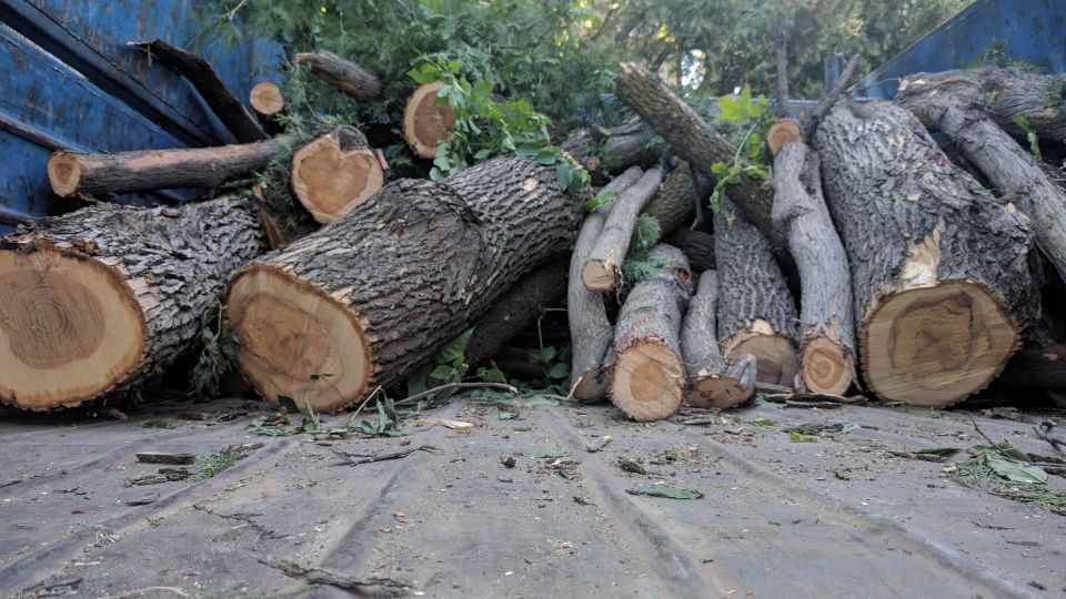 В Могилевской области мастер леса брал взятки за сокрытие фактов незаконных рубок