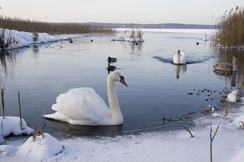 Человек и природа. Если в полынье – лебедь…